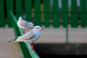 stunningly beautiful Seagull Port