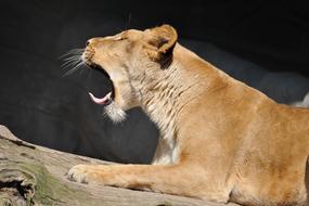 roaring wild lioness on a rock