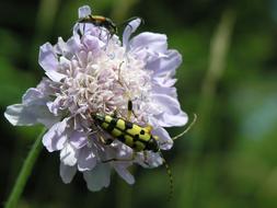 Leptura quadrifasciata, the longhorn beetle on flower