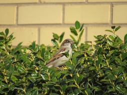 Bird Brick Wall green bush