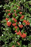 red wild berries on the bush