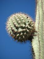 Cactus Desert Plant