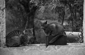 Black and white photo of two beautiful and cute cats resting among the plants in Tuscany, Italy