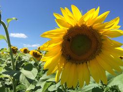 Sunflower Flowers Summer