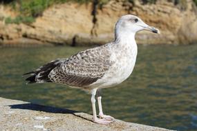 charming Seagull Sea