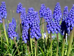 Grape Hyacinth Spring