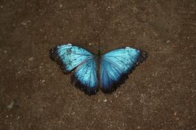 blue butterfly on gray earth