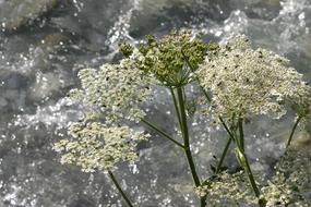 Water Flowers Nature