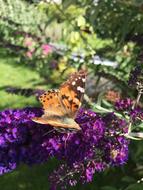 Butterfly Flower Summer