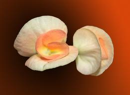 orange and white floral leaves