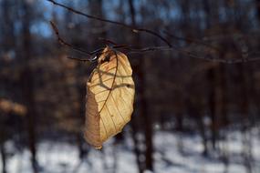 Leaf Shadow Woods