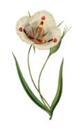 tulip flower art