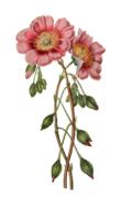 flower plant blossom bloom vintage