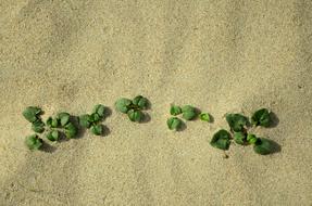 Sand Life Nature