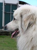 Profile portrait of the beautiful white Pyrenean dog