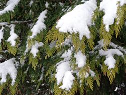 Snow Christmas Tree Winter