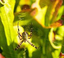 big wild spider in the grass