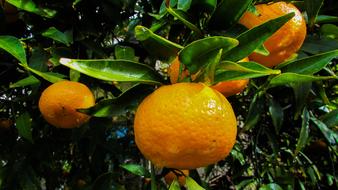 mandarins in the garden