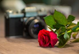 The photo op with the rose is beautiful.