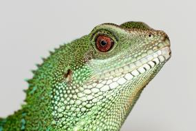 fabulous Chinese Water Dragon