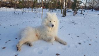 Samoyed dog at snowy Winter