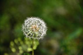 Dandelion Seeds White