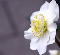 Christmas Rose Blossom closeup view