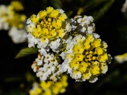 Lantana Flowers Floral