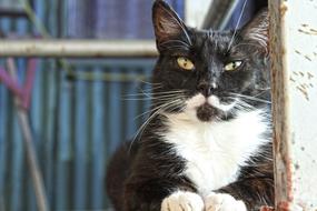 black and white cat sleeps in a hangar