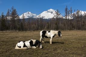 colored fluffy horses in the wilderness