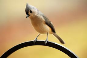 goodly Tufted Titmouse Crested Bird