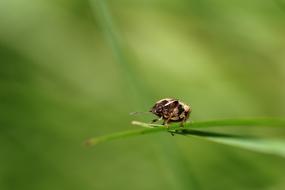 macro photo of an insect on the grass