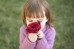 red Rose in hands of small Girl