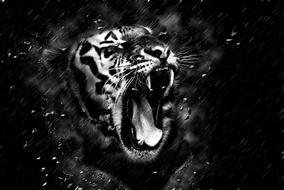 monochrome image of a tiger with open mouth