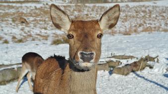 Roe Deer Forest Fallow