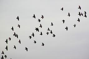 flock of grey Pigeon at cloudy sky