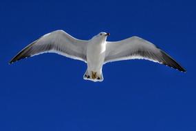 impressively beautiful Sky Seagull