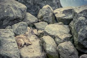alpine capricorn is resting on the cobblestones