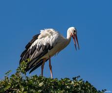 Nature Stork Birds