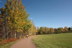 Forest Nature Landscape