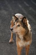 impressively beautiful Dog Curious Hybrid
