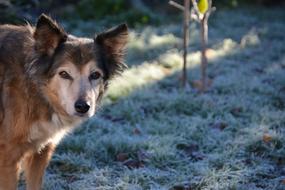 dog hybrid with a gaze on the grass in winter