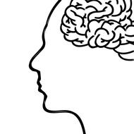 drawing of the head with the brain