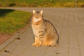 tabby cat sits on the track and basks in the sun