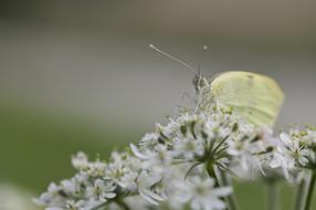 perfect white Butterfly Insect