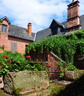 beautiful house with plants