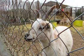 white goat in a cage