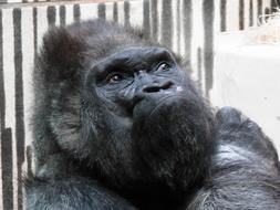 photo of a gorilla with a serious expression on its face