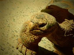 macro photo of an exotic turtle in a zoo