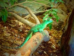 Exotic lizard Green